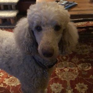 Meet your Posher, Judy